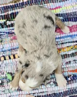 Willow, a female Miniature Australian Shepherd for sale in Lewis, IN – Photo 7 of 10