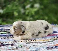 Willow, a female Miniature Australian Shepherd for sale in Lewis, IN – Photo 6 of 10