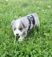 Ivy, a female Miniature Australian Shepherd for sale in Lewis, IN – 3 of 10