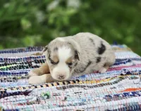 Willow, a female Miniature Australian Shepherd for sale in Lewis, IN – Photo 5 of 10