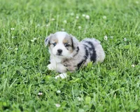 Ivy, a female Miniature Australian Shepherd for sale in Lewis, IN – 7 of 10