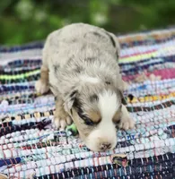 Willow, a female Miniature Australian Shepherd for sale in Lewis, IN – Photo 8 of 10