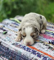 Willow, a female Miniature Australian Shepherd for sale in Lewis, IN – Photo 3 of 10