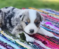Ivy, a female Miniature Australian Shepherd for sale in Lewis, IN – 10 of 10