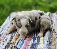 Willow, a female Miniature Australian Shepherd for sale in Lewis, IN – Photo 2 of 10