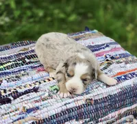 Willow, a female Miniature Australian Shepherd for sale in Lewis, IN – Photo 4 of 10