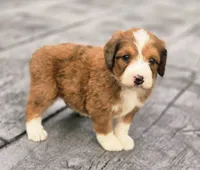 Heath, a male Aussiedoodle and Poodle - Multi-Colored Standard for sale in Lewis, IN – 5 of 9