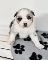 Frosty, a male Miniature Australian Shepherd for sale in Lewis, IN – Photo 3 of 10
