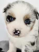 Frosty, a male Miniature Australian Shepherd for sale in Lewis, IN – Photo 1 of 10