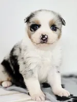 Frosty, a male Miniature Australian Shepherd for sale in Lewis, IN – Photo 2 of 10