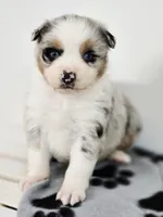 Frosty, a male Miniature Australian Shepherd for sale in Lewis, IN – Photo 9 of 10
