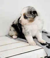 Frosty, a male Miniature Australian Shepherd for sale in Lewis, IN – Photo 5 of 10