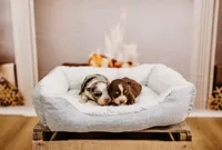 Frosty, a male Miniature Australian Shepherd for sale in Lewis, IN – Photo 6 of 10