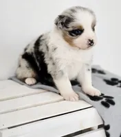 Frosty, a male Miniature Australian Shepherd for sale in Lewis, IN – Photo 4 of 10