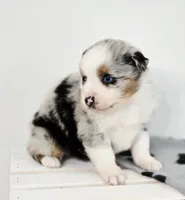 Frosty, a male Miniature Australian Shepherd for sale in Lewis, IN – Photo 8 of 10