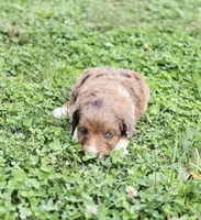 Reese , a male Aussiedoodle and Poodle - Multi-Colored Standard for sale in Lewis, IN – 6 of 10