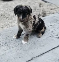 Skor, a male Aussiedoodle and Poodle - Multi-Colored Standard for sale in Lewis, IN – 4 of 8