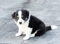 Casper, a male Australian Shepherd and Miniature Australian Shepherd for sale in Lewis, IN – 2 of 10