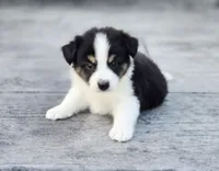 Casper, a male Australian Shepherd and Miniature Australian Shepherd for sale in Lewis, IN – 4 of 10