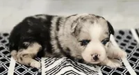 Lexy, a female Miniature Australian Shepherd for sale in Lewis, IN – 2 of 8