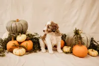 Ghost , a male Aussiedoodle and Poodle - Multi-Colored Standard for sale in Lewis, IN – 6 of 6
