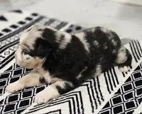 Lexy, a female Miniature Australian Shepherd for sale in Lewis, IN – 6 of 8