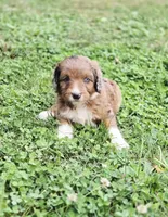 Reese , a male Aussiedoodle and Poodle - Multi-Colored Standard for sale in Lewis, IN – 5 of 10