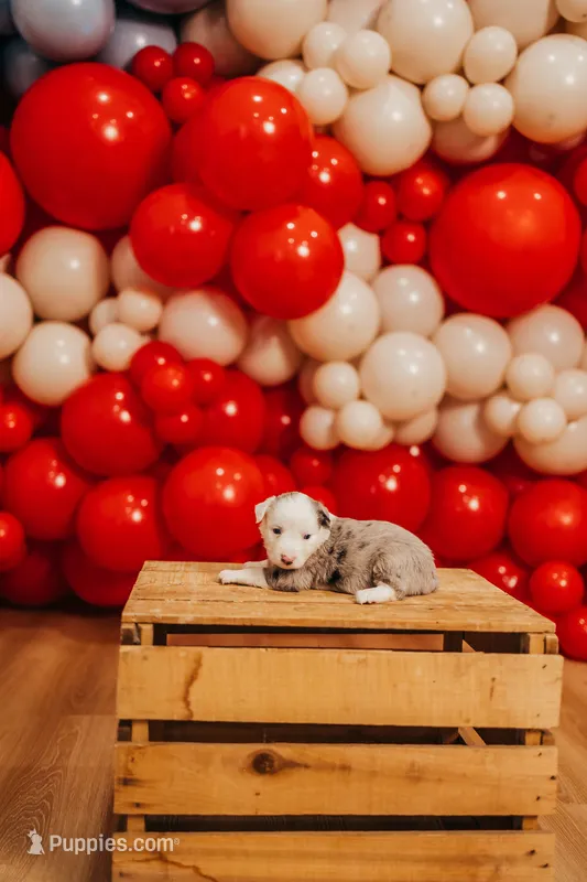 Sparkles  – Miniature Australian Shepherd, Miniature American Shepherd puppy for sale in Lewis, IN