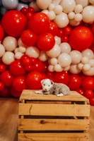 Sparkles , a female Miniature Australian Shepherd and Miniature American Shepherd for sale in Lewis, IN – 1 of 6
