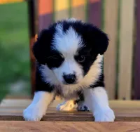 Apple, a female Australian Shepherd and Miniature Australian Shepherd for sale in Lewis, IN – 6 of 10