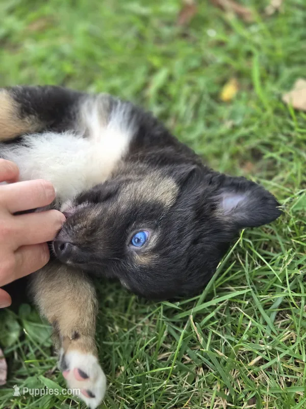 Firecracker  – Miniature Australian Shepherd, Miniature American Shepherd puppy for sale in Lewis, IN