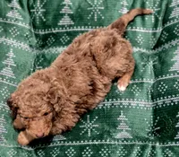 Santa, a male Aussiedoodle and Poodle - Standard  for sale in Lewis, IN – Photo 5 of 8