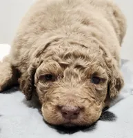 Santa, a male Aussiedoodle and Poodle - Standard  for sale in Lewis, IN – Photo 6 of 8