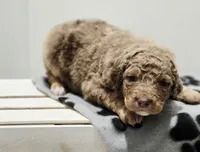 Santa, a male Aussiedoodle and Poodle - Standard  for sale in Lewis, IN – Photo 8 of 8