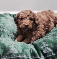 Santa, a male Aussiedoodle and Poodle - Standard  for sale in Lewis, IN – Photo 2 of 8