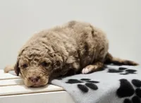 Santa, a male Aussiedoodle and Poodle - Standard  for sale in Lewis, IN – Photo 7 of 8