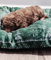 Santa, a male Aussiedoodle and Poodle - Standard  for sale in Lewis, IN – Photo 4 of 8