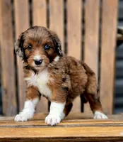 Reese , a male Aussiedoodle and Poodle - Multi-Colored Standard for sale in Lewis, IN – 2 of 10