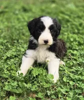 Dove, a female Aussiedoodle and Poodle - Multi-Colored Standard for sale in Lewis, IN – 2 of 9