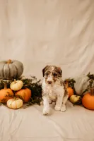 Luna, a female Aussiedoodle and Poodle - Multi-Colored Standard for sale in Lewis, IN – 6 of 8