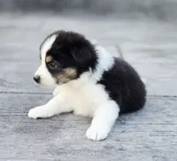 Casper, a male Australian Shepherd and Miniature Australian Shepherd for sale in Lewis, IN – 5 of 10