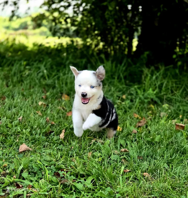 Freedom  – Miniature Australian Shepherd, Miniature American Shepherd puppy for sale in Lewis, IN