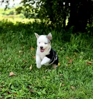 Freedom , a male Miniature Australian Shepherd and Miniature American Shepherd for sale in Lewis, IN – 1 of 10