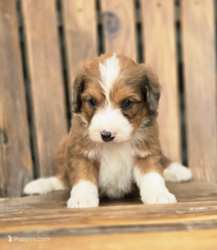 Heath – Aussiedoodle, Poodle - Multi-Colored Standard puppy for sale in Lewis, IN