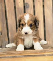 Heath, a male Aussiedoodle and Poodle - Multi-Colored Standard for sale in Lewis, IN – 1 of 9