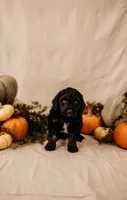 Boo, a male Aussiedoodle and Poodle - Multi-Colored Standard for sale in Lewis, IN – 2 of 5