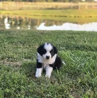 Apple, a female Australian Shepherd and Miniature Australian Shepherd for sale in Lewis, IN – 10 of 10