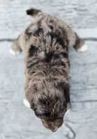 Razzle , a female Aussiedoodle and Poodle - Multi-Colored Standard for sale in Lewis, IN – 6 of 10
