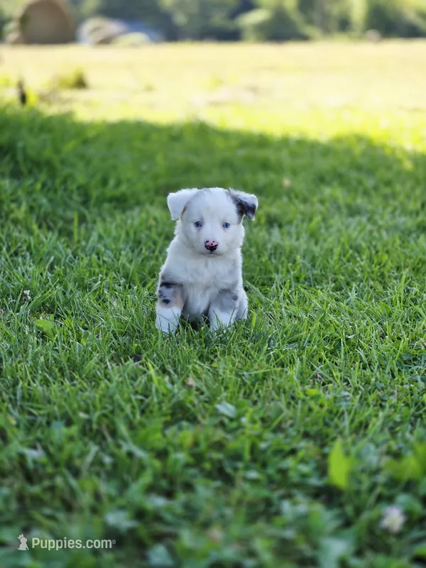 Sparkles  – Miniature Australian Shepherd, Miniature American Shepherd puppy for sale in Lewis, IN