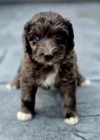 Razzle , a female Aussiedoodle and Poodle - Multi-Colored Standard for sale in Lewis, IN – 4 of 10